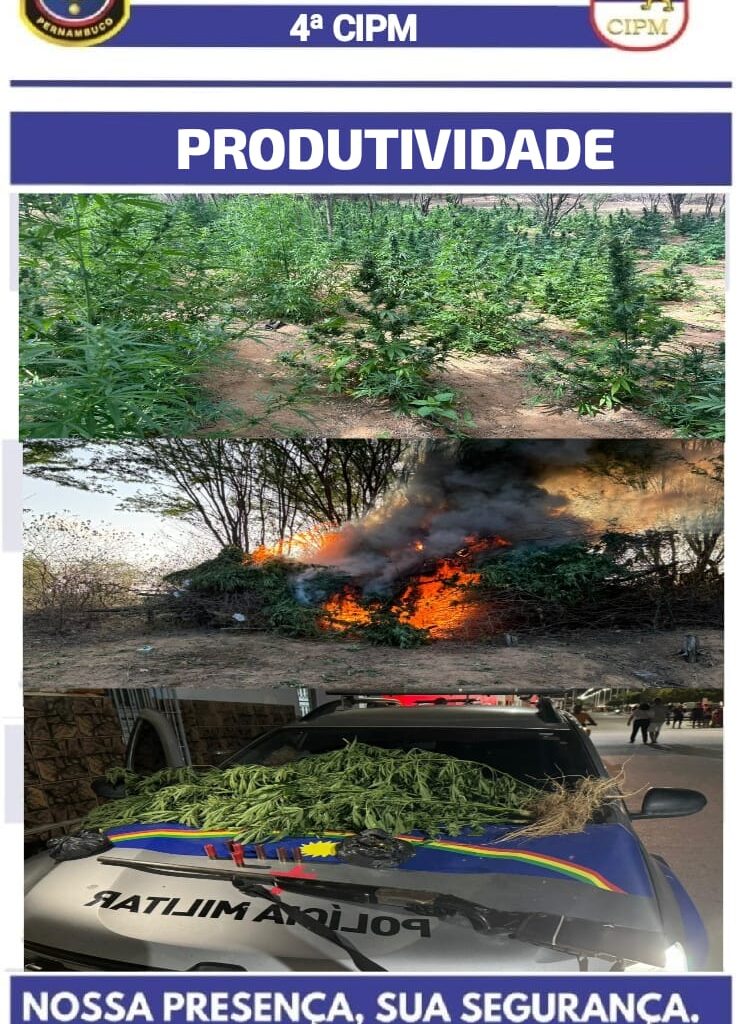 Polícia incinera pés de maconha