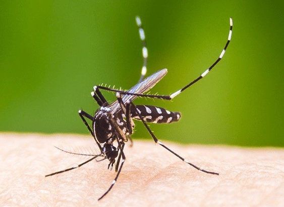 Arcoverde tem 81 casos de Dengue